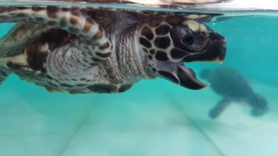 Gili Trawangans skildpadde-reservat